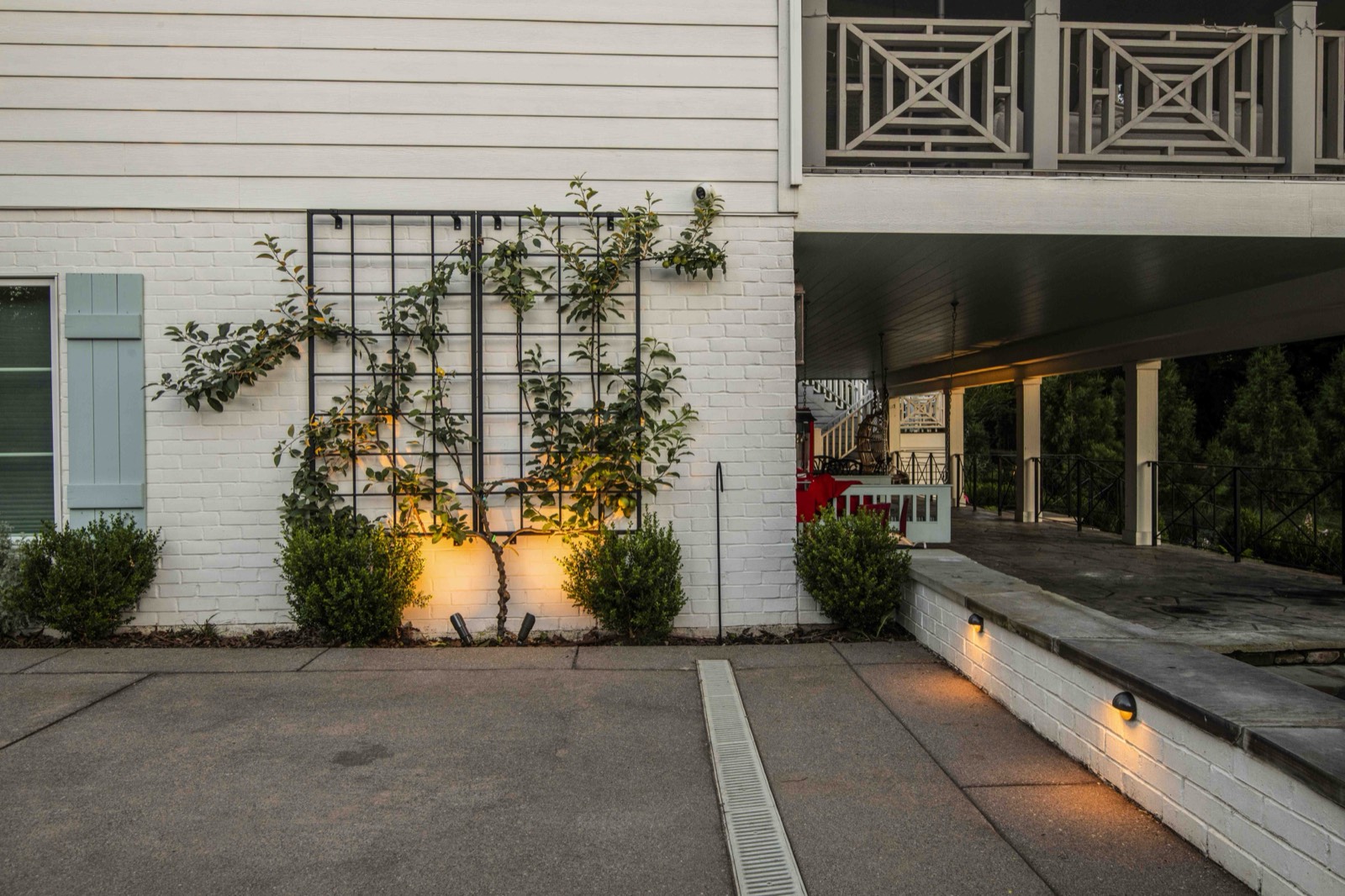 Espaliered apple tree trained on a wall trellis with evening uplighting