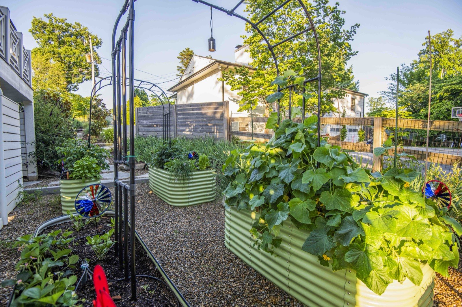 Raised galvanized garden beds with gravel paths and an arched trellis